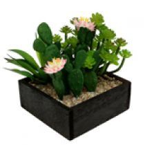 Cactos e suculentas