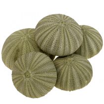 categoria Decoração de conchas