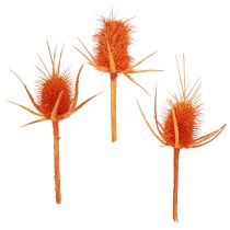 categoria Paus, gravetos e galhos