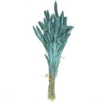 Itens Flores secas, Setaria Pumila, cerdas milheto azul 65cm 200g