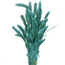 Flores Secas, Setaria Pumila, Bristle Millet Azul 65cm 200g