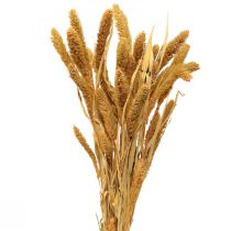 Flores Secas, Setaria Pumila, Bristle Millet Laranja 72cm 225g
