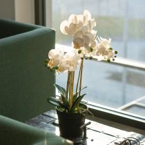Itens Orquídea artificial em vaso para um ambiente harmonioso, branca, 60cm