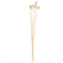Itens Flores de Craspedia secas, baquetas branqueadas, 60 cm, 10 peças