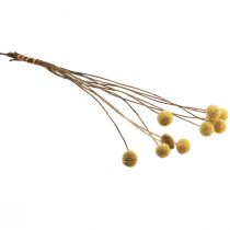 Itens Craspedia flores secas, amarelas, 70cm, decorativas, 10 peças