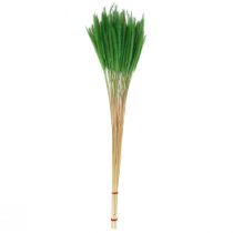 Itens Milho de cerdas verdes Setaria viridis grama seca 52cm 28g