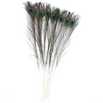 Penas de pavão penas decorativas para elaboração de penas de pássaros H78cm 10 unidades
