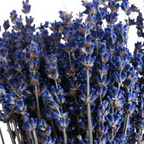 Itens Lavanda Seca Ramo de Flor Seca Azul 25cm 75g