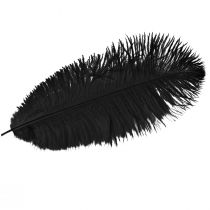 Itens Penas decorativas de avestruz penas pretas 38-40cm 2 unidades