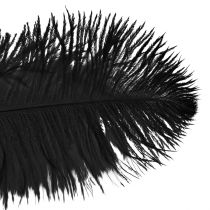 Itens Decoração de penas de avestruz Penas pretas 32-35cm 4 unidades
