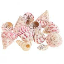 Decoração marítima conchas de caracóis decoração rosa Trochus Maculatus 1100gr