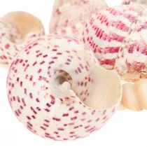 Decoração marítima conchas de caracóis decoração rosa Trochus Maculatus 1100gr