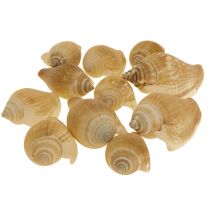 Conchas de Caracol Deco Caracol Marrom Marrom Branco 3,5-5cm 250g