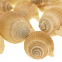 Conchas de Caracol Deco Caracol Marrom Marrom Branco 3,5-5cm 250g