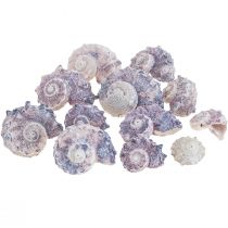 Conchas de Caracol Deco Caracóis Marinhos Roxo Branco 3-6cm 250g