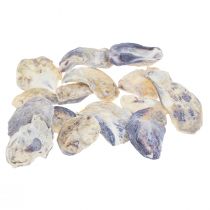 Conchas de ostra decoração natural 2-6cm 250g