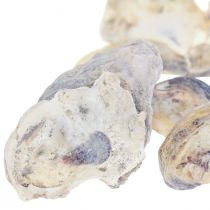 Conchas de ostra decoração natural 2-6cm 250g
