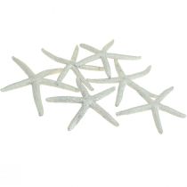 Estrela do mar prata decoração marítima estrela do mar decoração verão 7,5 cm 10 peças