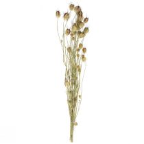 Itens Nigella flor seca Jungfer im Grünen floricultura seca 24-45cm 20g
