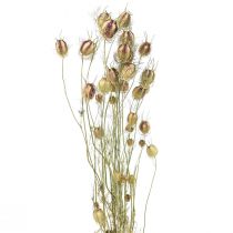 Itens Nigella flor seca Jungfer im Grünen floricultura seca 24-45cm 20g