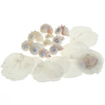 Capiz Mexilhões Caracol Deco Marítimo Branco Rosa 600g