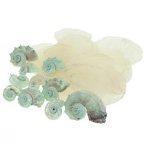 Capiz Madrepérola Concha Madrepérola Fatias Concha Caracol Verde 2–9cm 650g