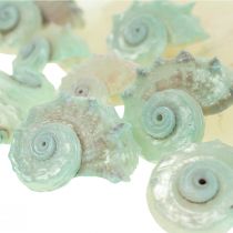 Capiz Madrepérola Concha Madrepérola Fatias Concha Caracol Verde 2–9cm 650g