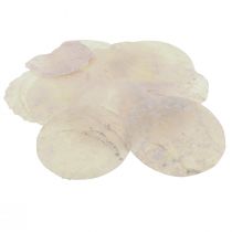 Itens Conchas Capiz discos madrepérola conchas decorativas rosa claro Ø8cm