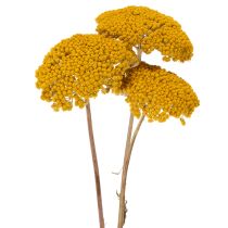Itens Achillea Natur Gelb (Mil-folhas) Flores Secas Amarelas 1kg