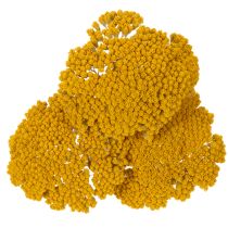 Itens Achillea Natur Gelb (Mil-folhas) Flores Secas Amarelas 1kg