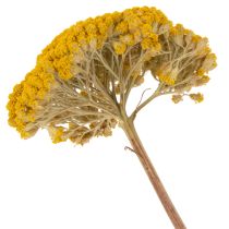 Itens Achillea Natur Gelb (Mil-folhas) Flores Secas Amarelas 1kg