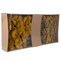 Itens Achillea Natur Gelb (Mil-folhas) Flores Secas Amarelas 1kg