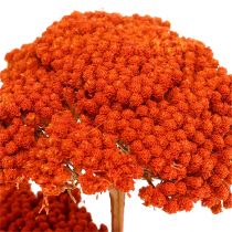 Achillea 1kg laranja