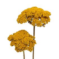 Itens Achillea 1kg natural