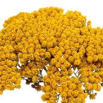 Itens Achillea 1kg natural