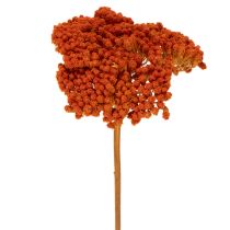 Itens Flores secas de Aquileia laranja, milefólio, 45-60 cm, 1 kg