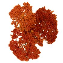 Itens Flores secas de Aquileia laranja, milefólio, 45-60 cm, 1 kg