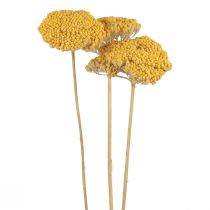 Yarrow Flores Secas Decorativas Achillea Millefolium Amarelo 3 unidades