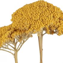 Yarrow Flores Secas Decorativas Achillea Millefolium Amarelo 3 unidades