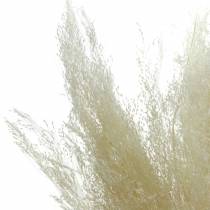 Erva seca Agrostis branqueada 40g