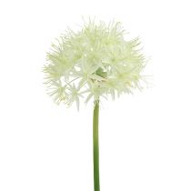 Allium creme branco L76cm