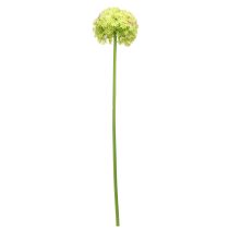 Itens Cebola ornamental artificial flor verde Allium Ø18cm 90cm