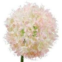 Allium creme-rosa Ø15cm C70cm