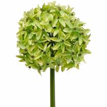 Itens Cebola ornamental Allium, flor de seda, bola artificial verde alho-poró Ø20cm C72cm
