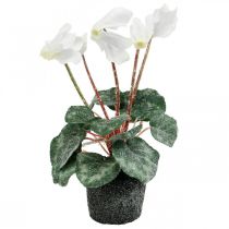 Cyclamen em creme 28cm
