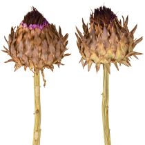 Itens Flor de alcachofra alcachofra seca Cynara Ø9cm 16 unidades