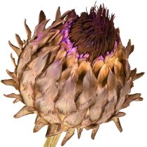 Itens Flor de alcachofra alcachofra seca Cynara Ø9cm 16 unidades