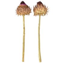 Itens Flor de alcachofra alcachofra seca Cynara Ø9cm 16 unidades