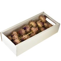 Itens Flor de alcachofra alcachofra seca Cynara Ø9cm 16 unidades
