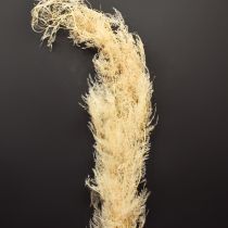 Itens Aspargos secos, gramíneas ornamentais, aspargos damasco 90cm 5 unidades